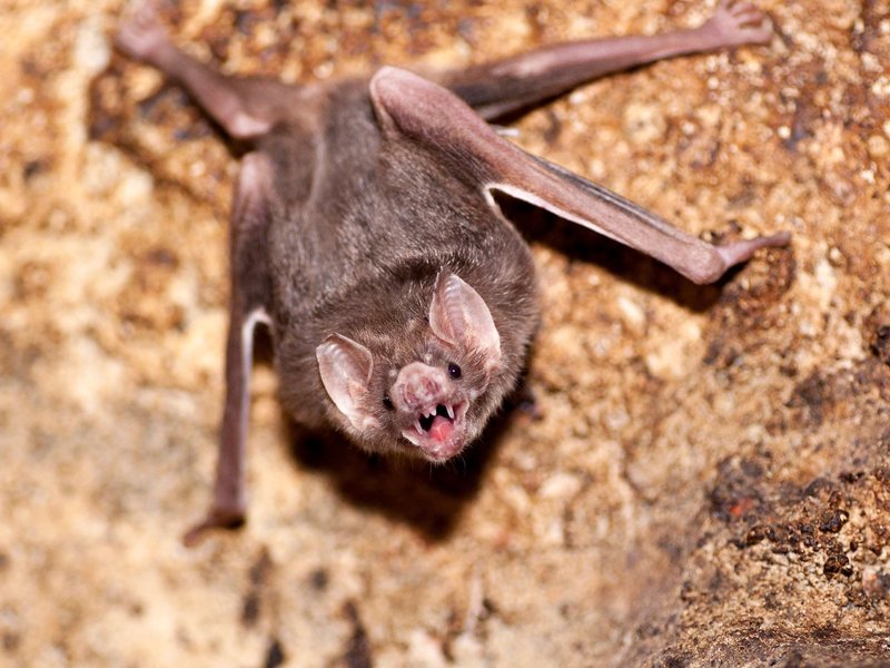 How Vampire Bats Survive In Harsh Environments