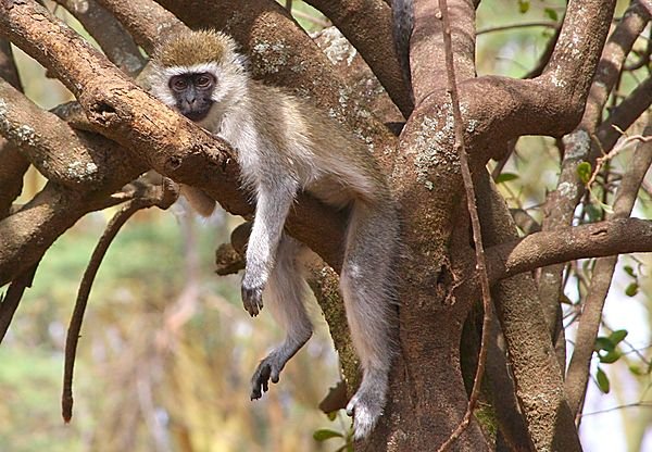 How Vervet Monkeys Raise Their Young In The Wild
