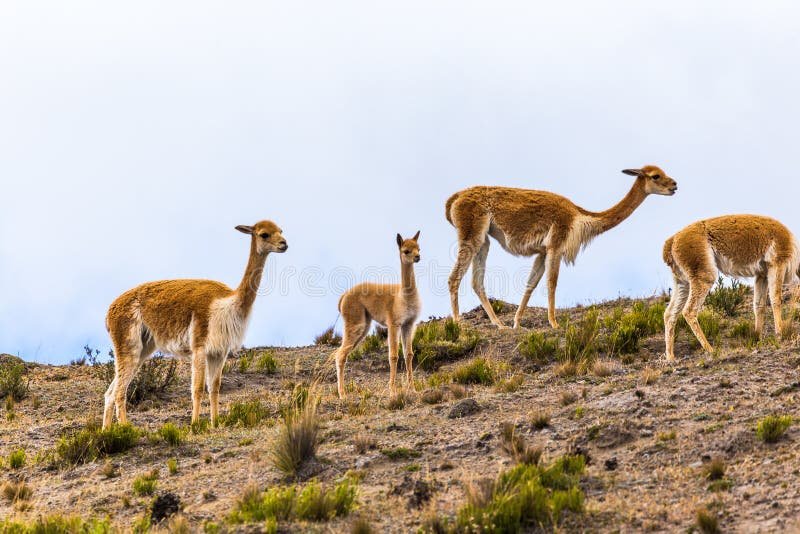 How Vicunas Raise Their Young In The Wild