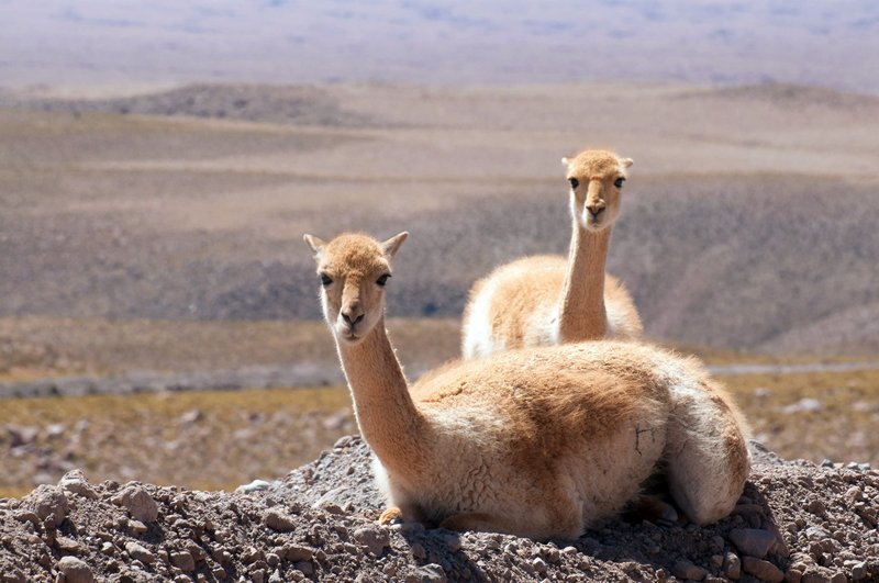 How Vicunas Survive In Harsh Environments