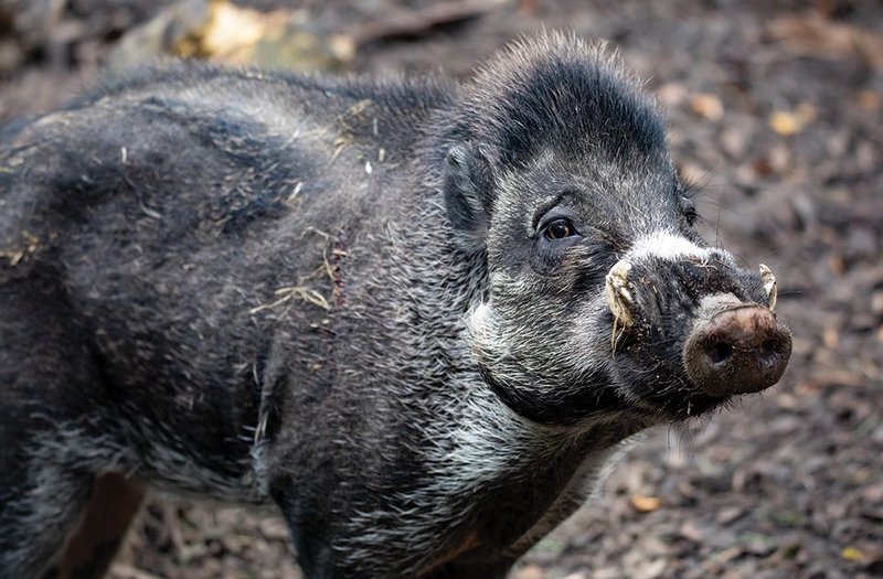 How Visayan Warty Pigs Raise Their Young In The Wild