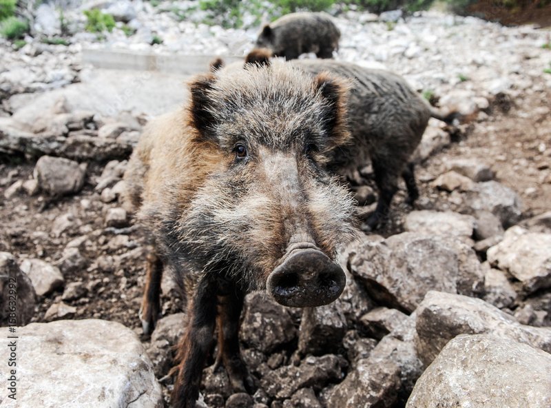 How Visayan Warty Pigs Survive In Harsh Environments
