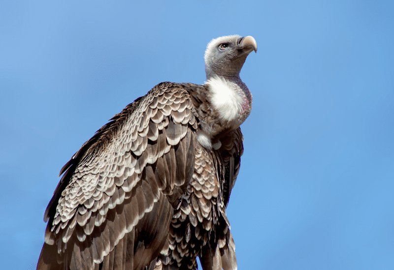 How Vultures Adapt To Their Environment