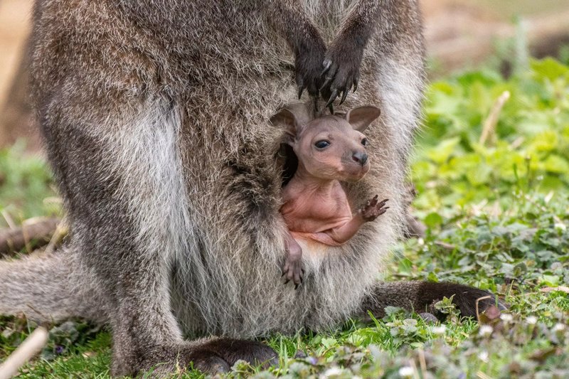 How Wallabys Survive In Harsh Environments