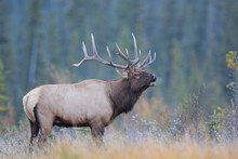 How Wapitis Raise Their Young In The Wild