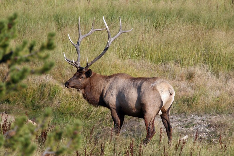 How Wapitis Survive In Harsh Environments