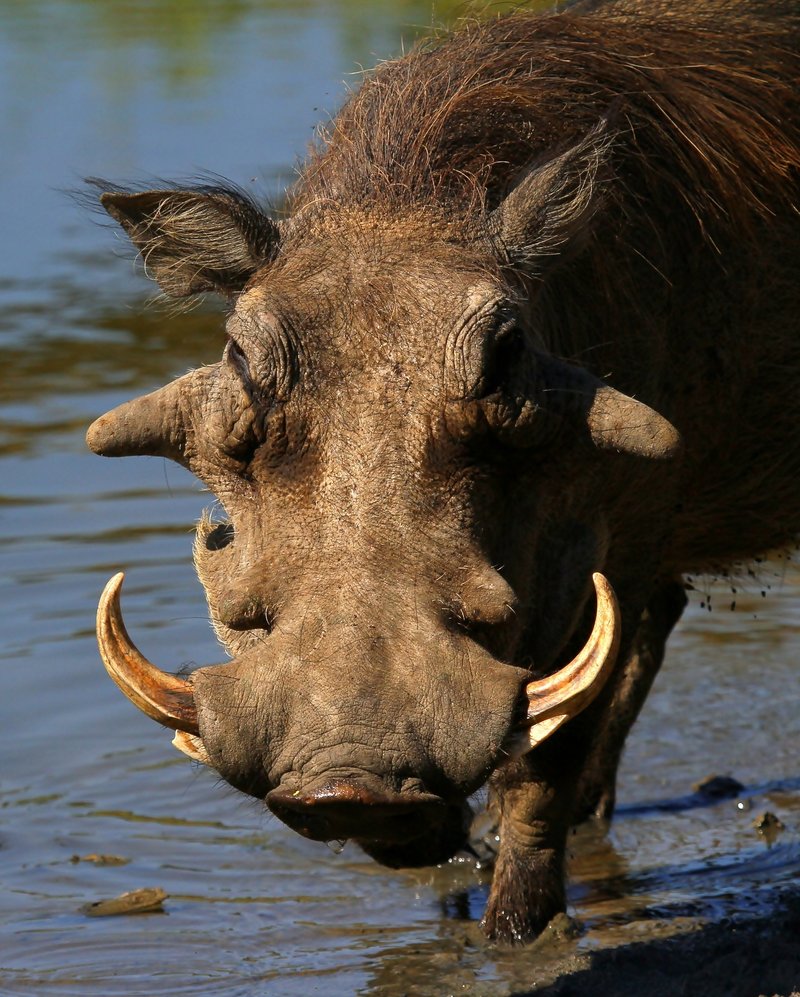 How Warthogs Raise Their Young In The Wild