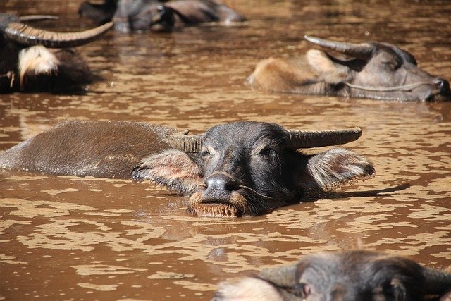 How Water Buffalos Survive In Harsh Environments
