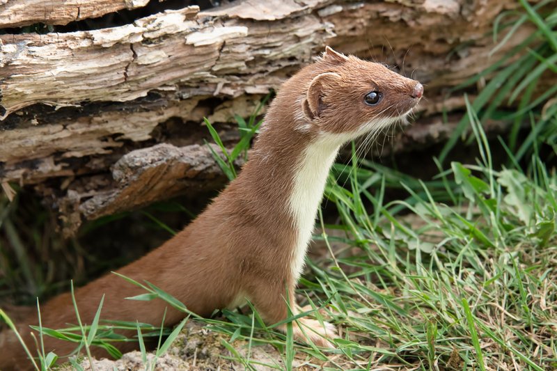 How Weasels Raise Their Young In The Wild