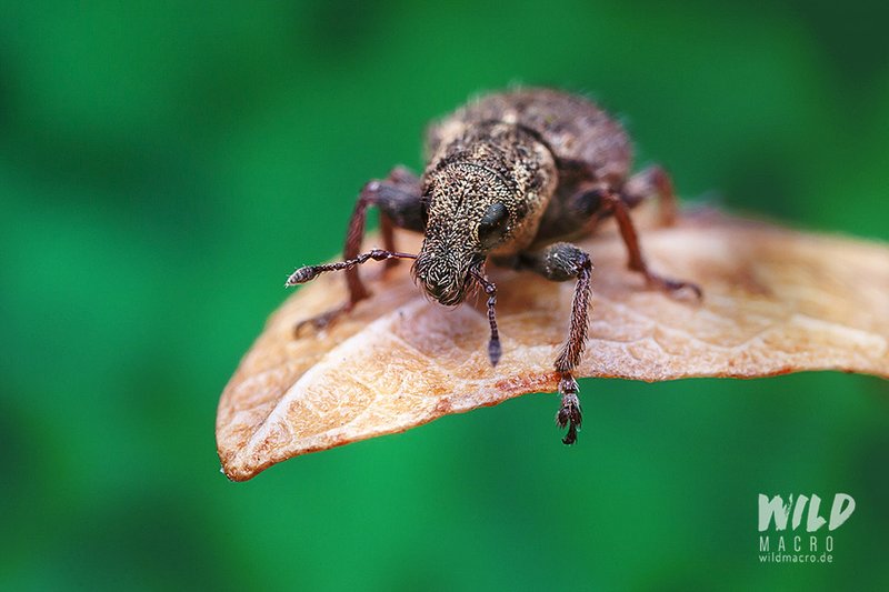 How Weevils Communicate And Interact