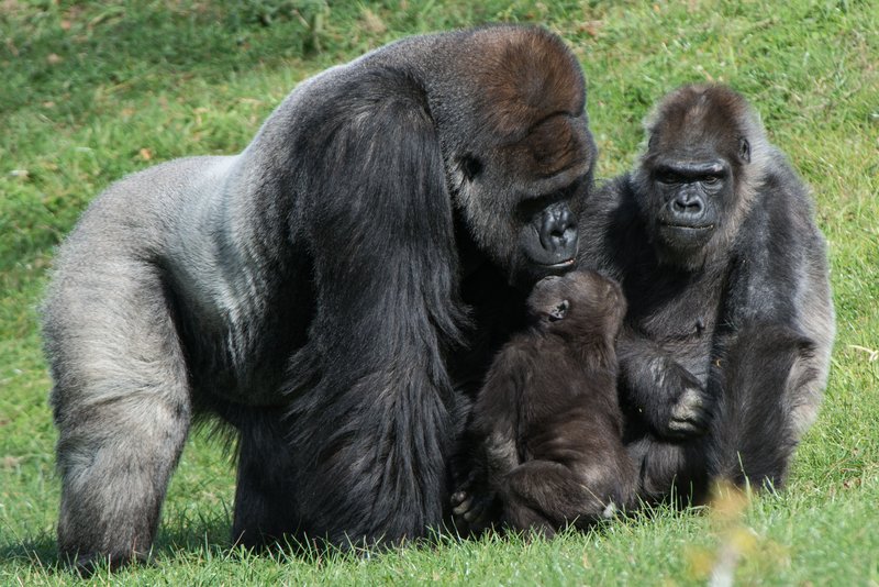 How Western Gorillas Raise Their Young In The Wild