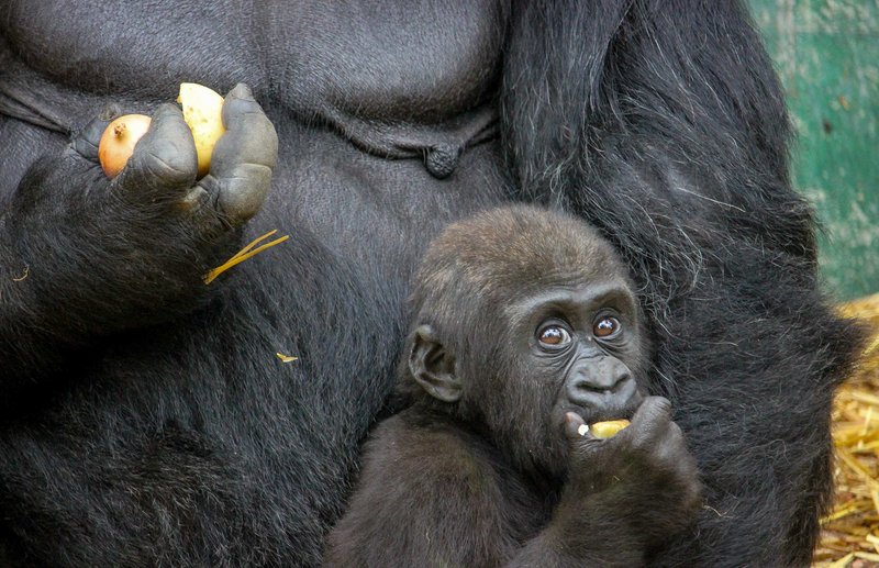 How Western Gorillas Raise Their Young In The Wild