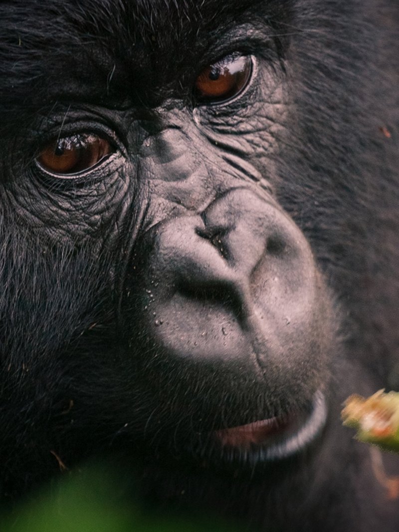 How Western Gorillas Survive In Harsh Environments