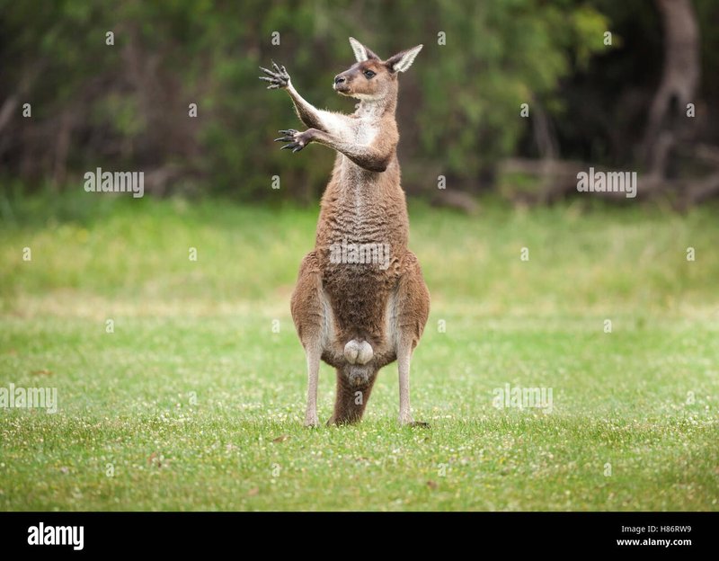 How Western Grey Kangaroos Survive In Harsh Environments