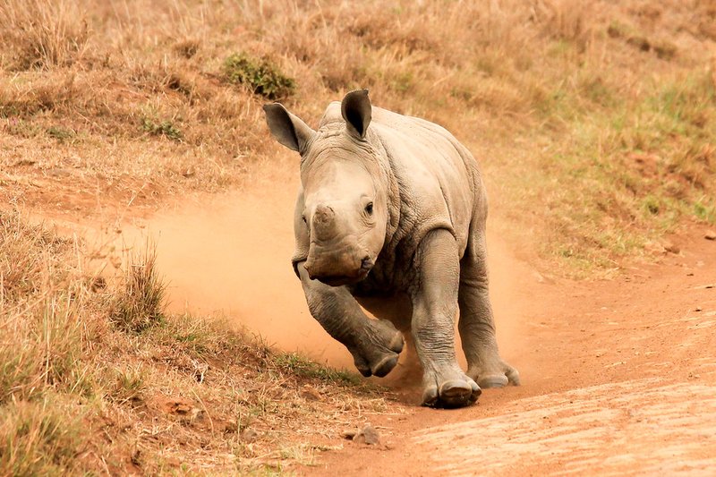 How White Rhinoceross Raise Their Young In The Wild