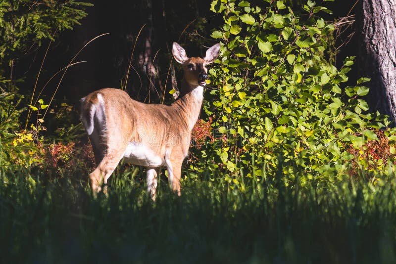 How White-Tailed Deers Raise Their Young In The Wild