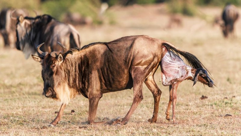 How Wildebeests Raise Their Young In The Wild