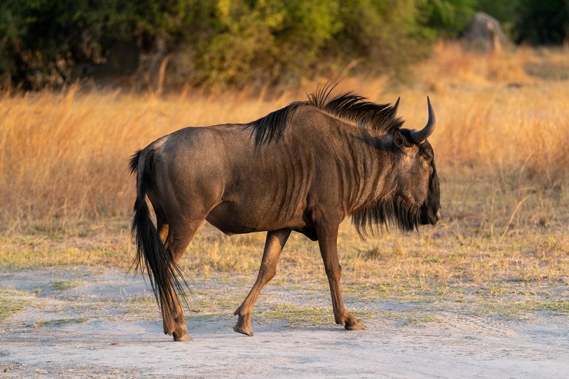 How Wildebeests Survive In Harsh Environments