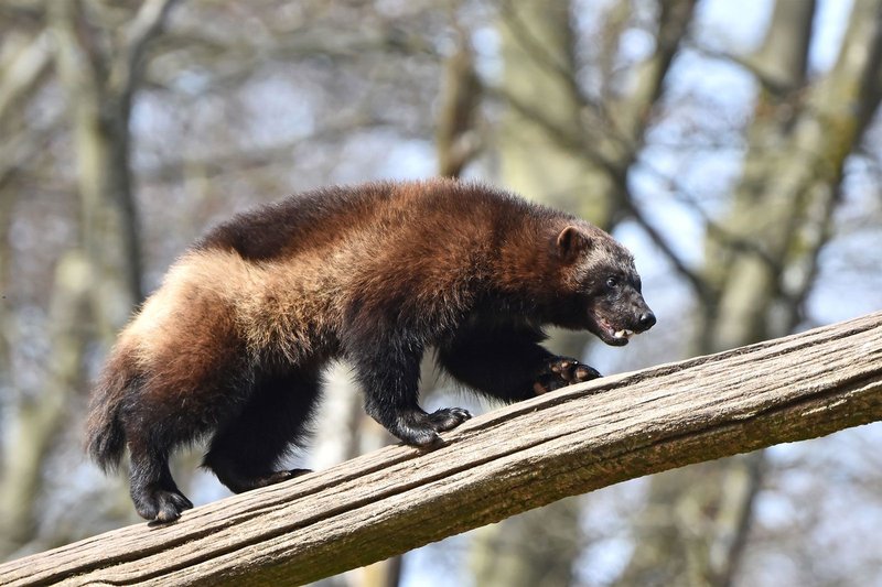 How Wolverines Raise Their Young In The Wild