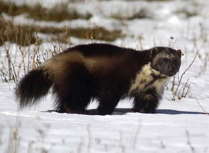 How Wolverines Survive In Harsh Environments