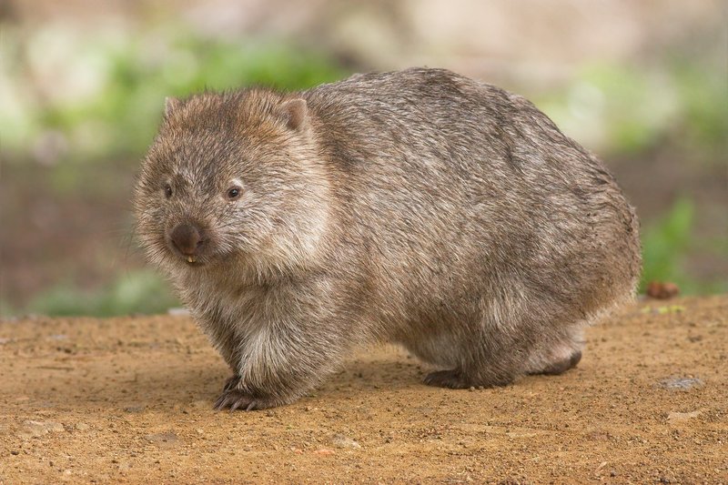 How Wombats Raise Their Young In The Wild