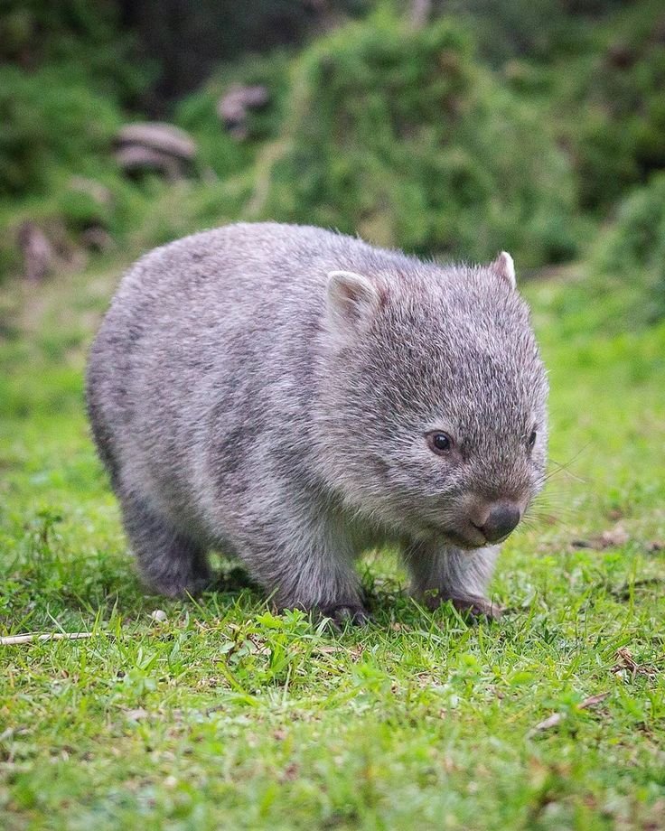 How Wombats Survive In Harsh Environments