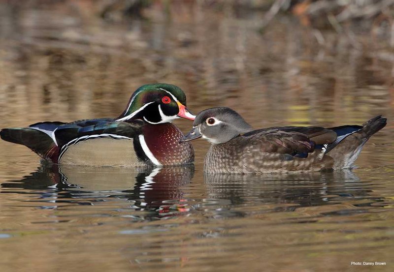How Wood Ducks Adapt To Their Environment
