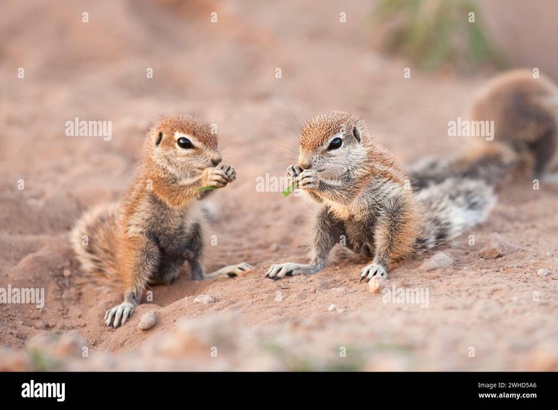 How Xeruss Raise Their Young In The Wild