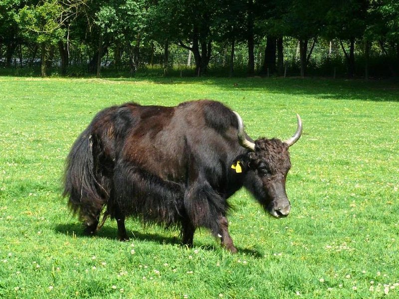 How Yaks Raise Their Young In The Wild