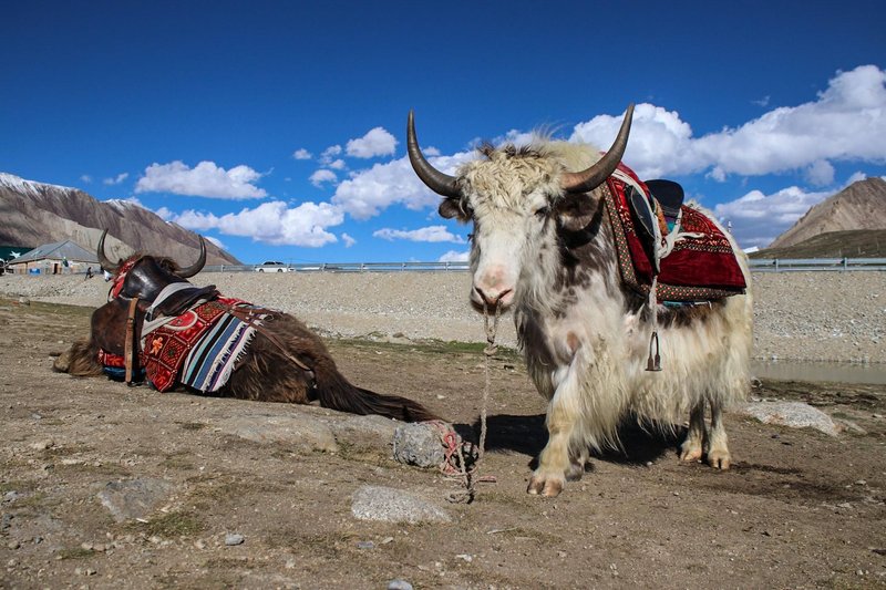 How Yaks Survive In Harsh Environments