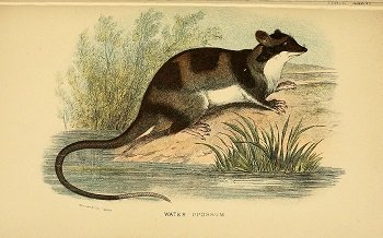 How Yapoks Survive In Harsh Environments