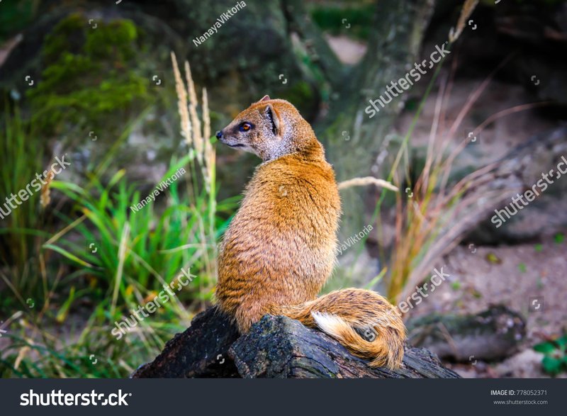How Yellow Mongooses Survive In Harsh Environments