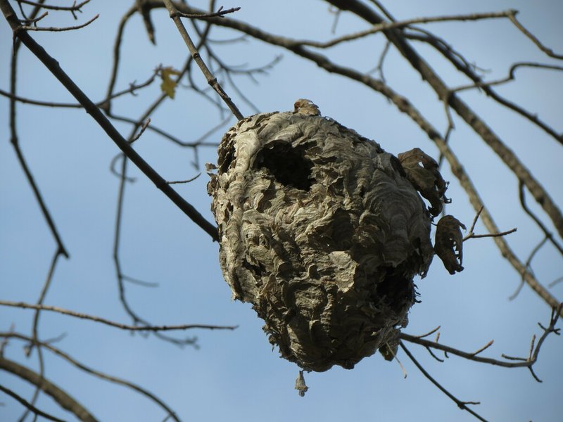 How Yellowjackets Communicate And Interact