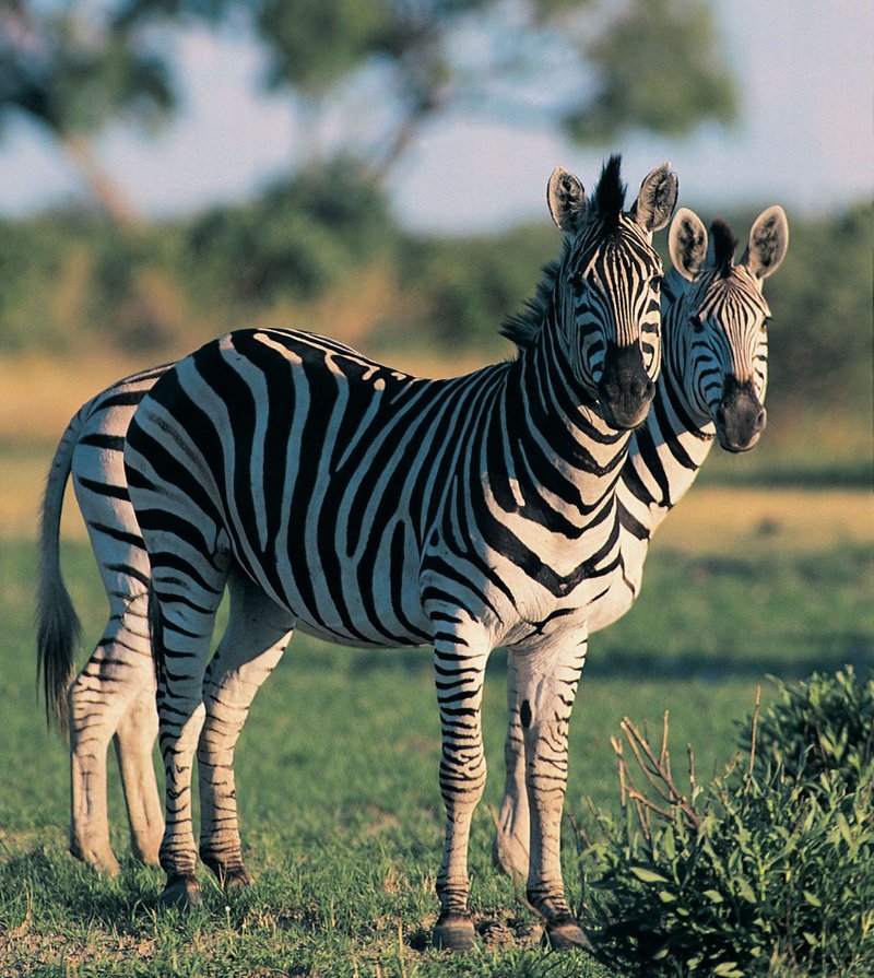 How Zebras Raise Their Young In The Wild