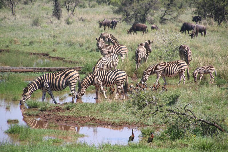 How Zebras Survive In Harsh Environments