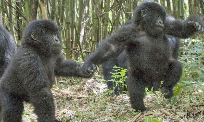 How Zorillas Raise Their Young In The Wild