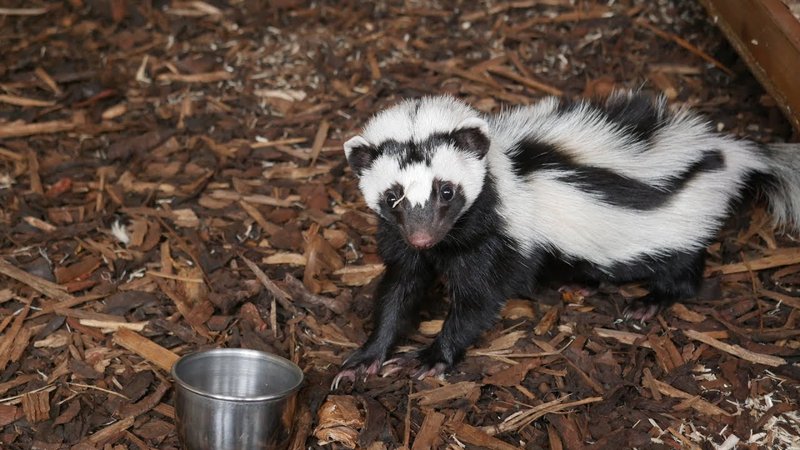 How Zorillas Survive In Harsh Environments