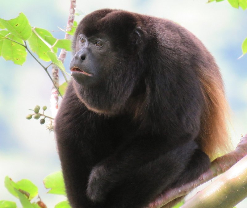 Howler Monkey