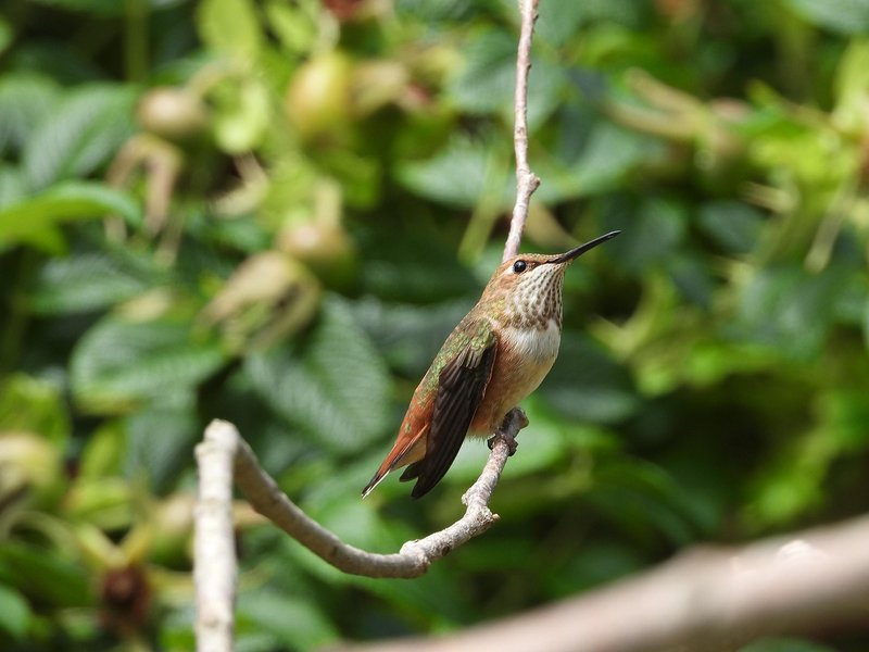 Hummingbird