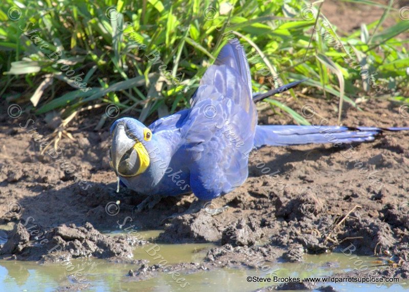 Hyacinth Macaw Nesting Habits And Lifecycle