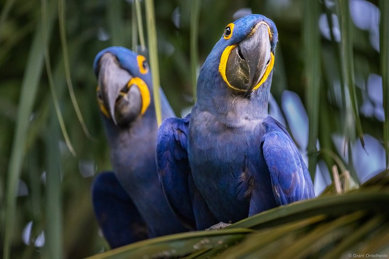 Hyacinth Macaw Vocalizations And What They Mean