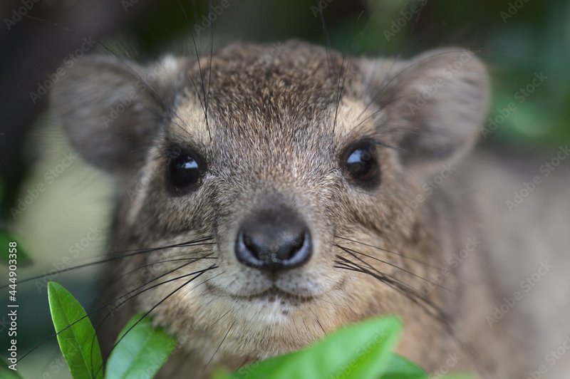 Hyrax