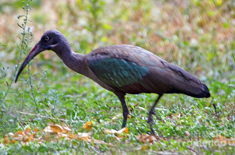 Ibis