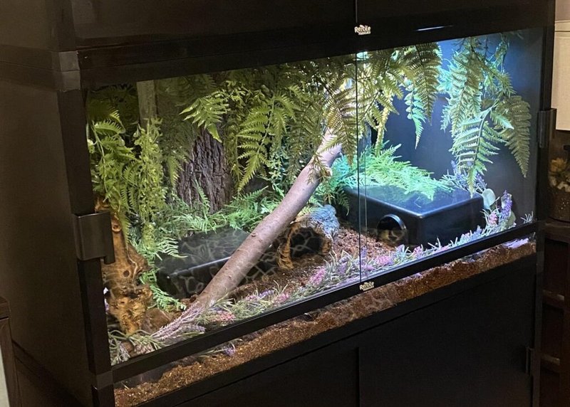 Ideal Enclosure Setup For Ball Pythons: Size, Heating, And Substrate