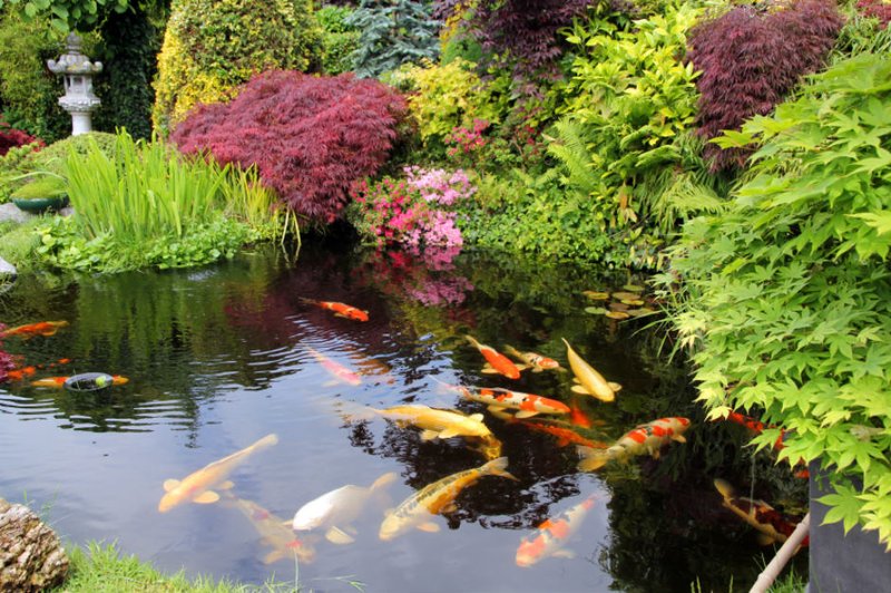 Ideal Pond Conditions For Carp: Temperature, Depth, And Filtration