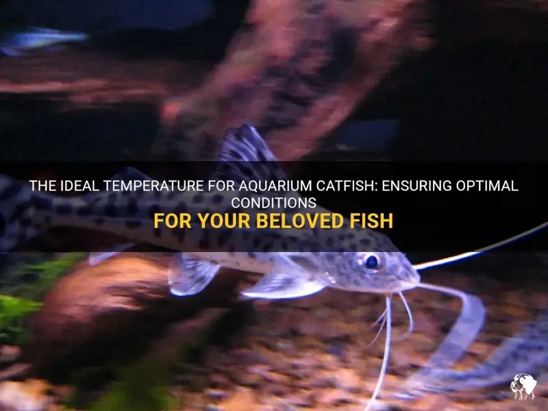 Ideal Pond Conditions For Catfish: Temperature, Depth, And Filtration
