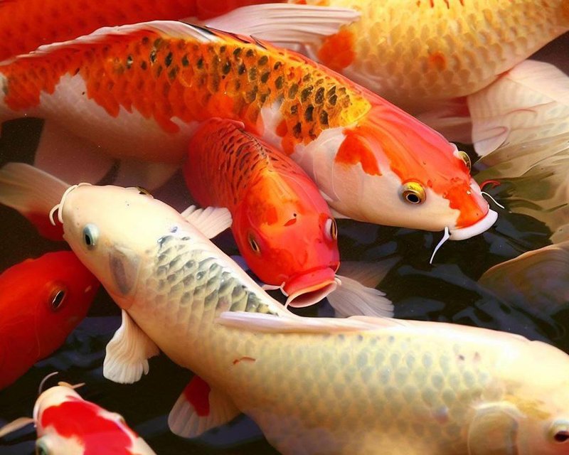 Ideal Pond Conditions For Koi: Temperature, Depth, And Filtration