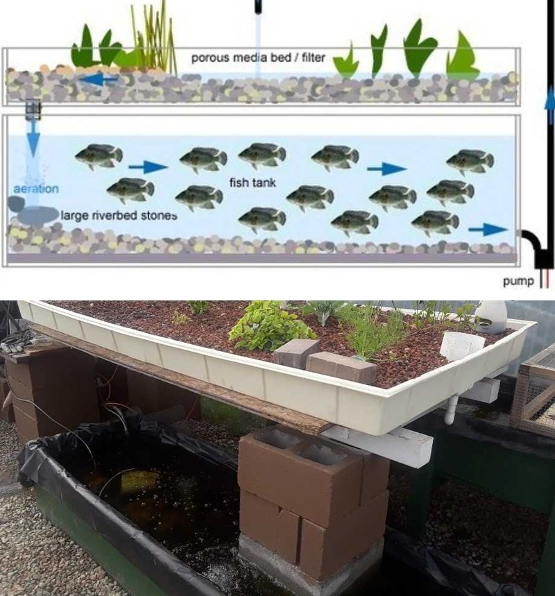 Ideal Pond Conditions For Tilapia: Temperature, Depth, And Filtration