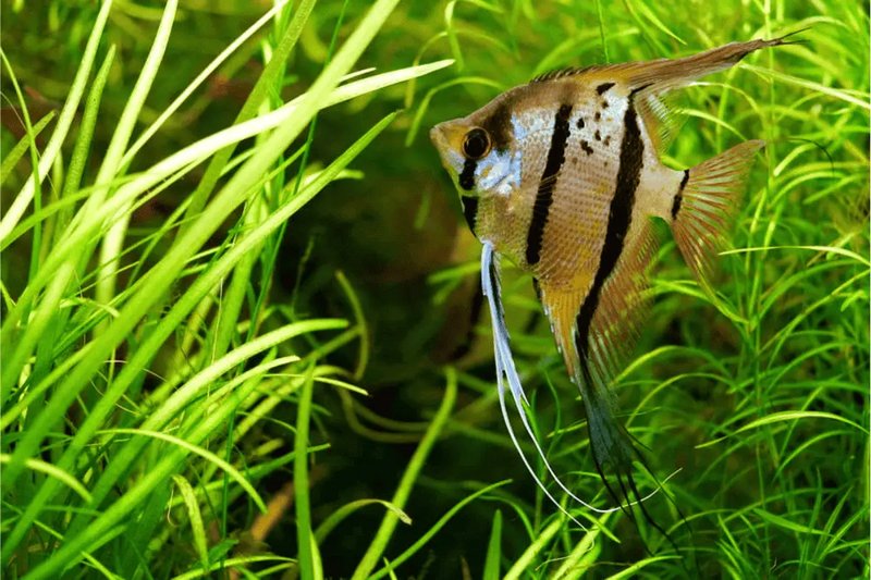 Ideal Tank Setup For Angelfish: Size, Water Conditions, And Décor