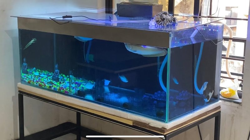Ideal Tank Setup For Arowana: Size, Water Conditions, And Décor
